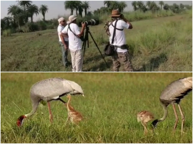 Wildlife Photography at Keoladeo National Park