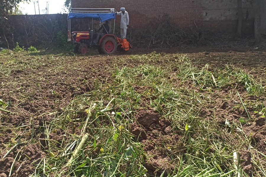 charkhi dadri mustard crop damage