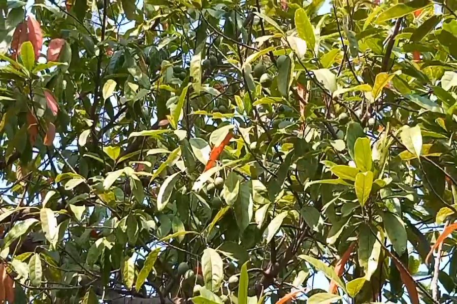 rudrakshas on trees