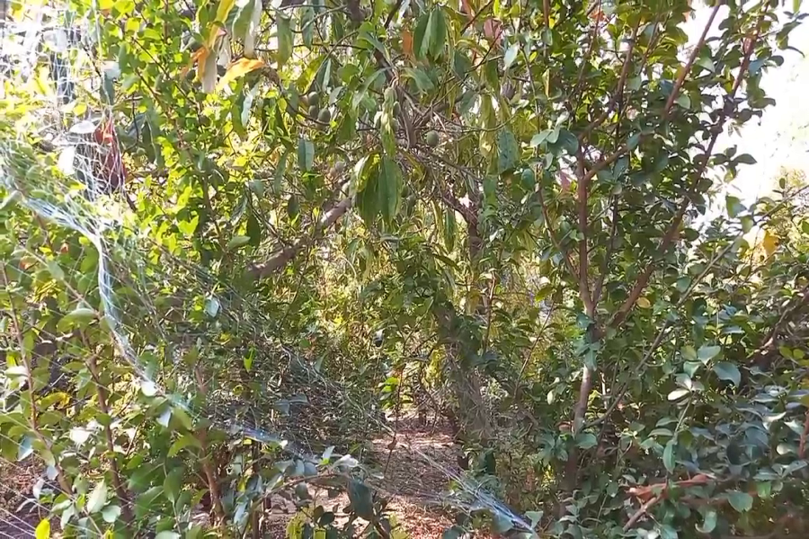 rudrakshas on trees