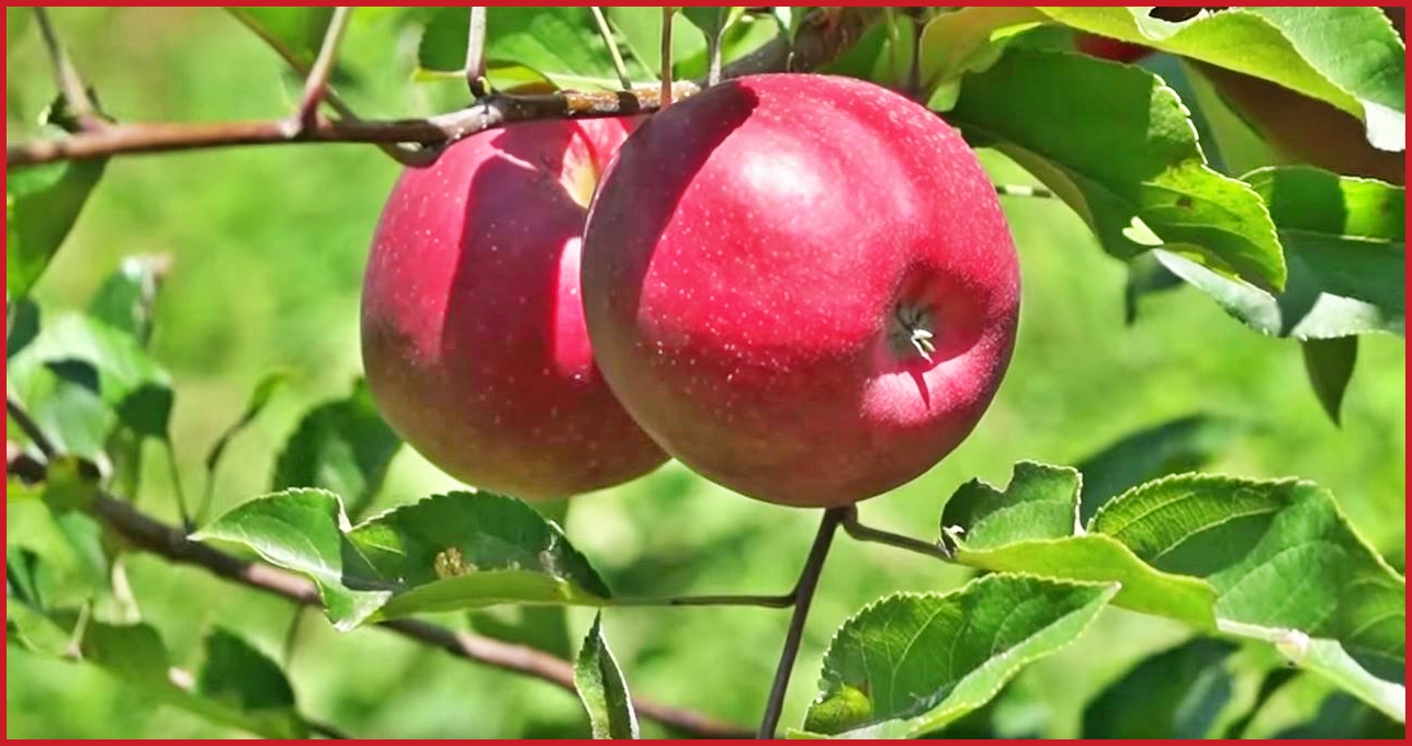 Apple production in Himachal