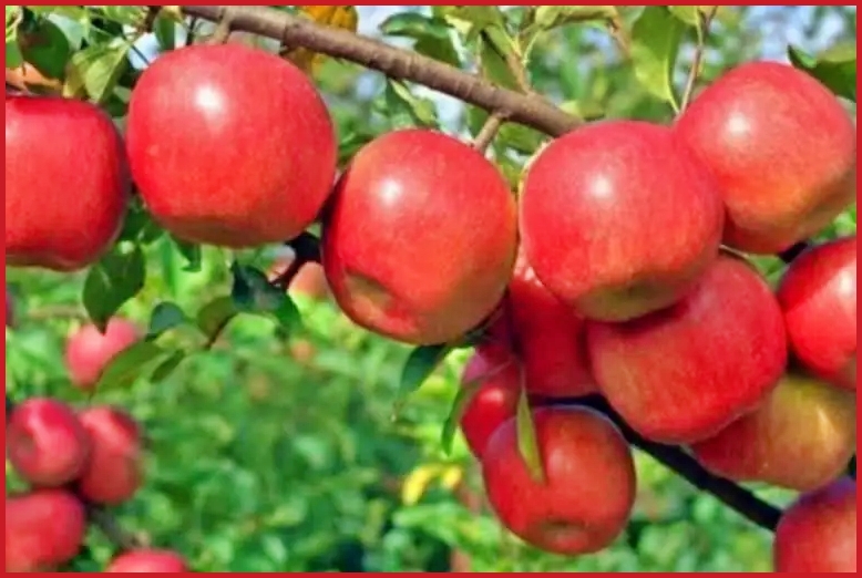 हिमाचल में 12 लाख लोगों का सहारा है बागवानी 80 फीसदी शिमला जिले में होता है  सेब का उत्पादन