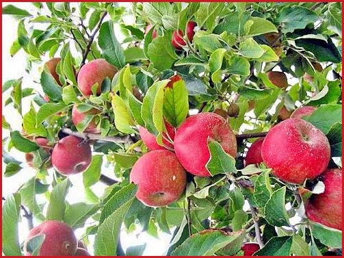 Apple production in Himachal