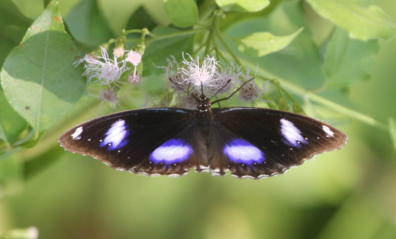 butterfly in pench national park