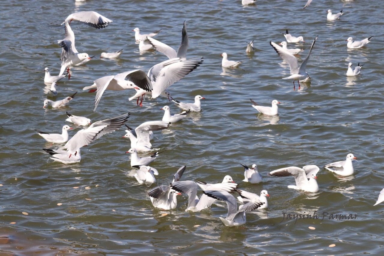 ગુજરાત માટે ચિંતાજનક : આ વિસ્તારમાં જળચર પક્ષીમાં ઘટાડો