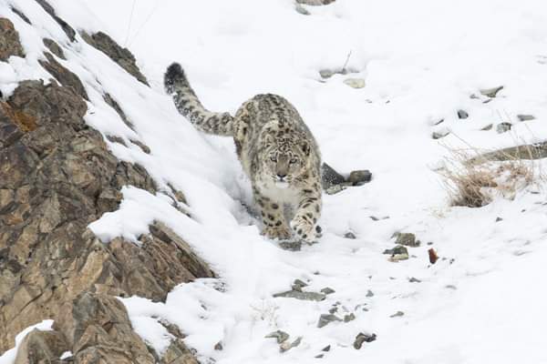 Snow Leopard in Spiti Valley