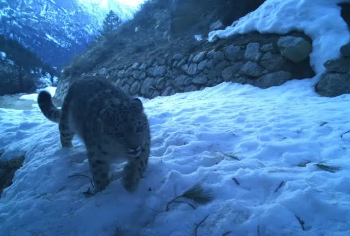Snow Leopard in Spiti Valley