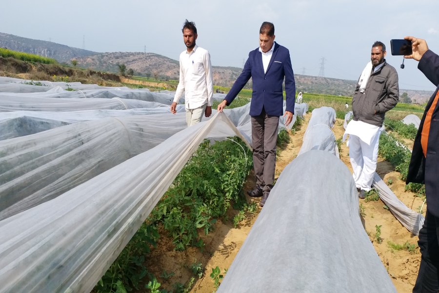 Tomato Farming in Nuh