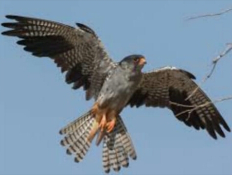 protection of amaru Falcon migratory birds