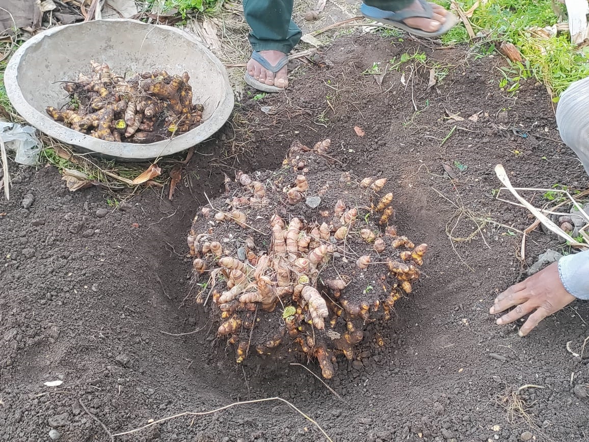 Uttarakhand Farmer 24KG Turmeric