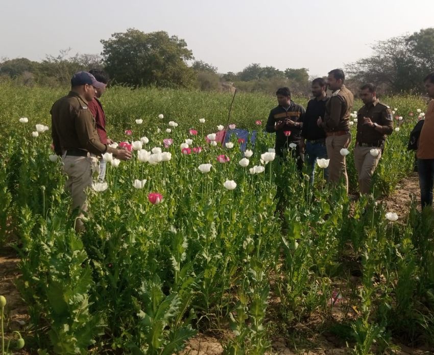 poppy cultivated in morena