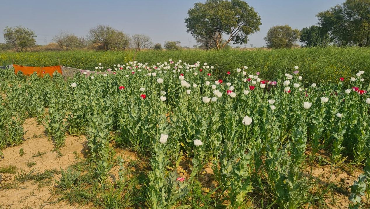 poppy cultivated in morena