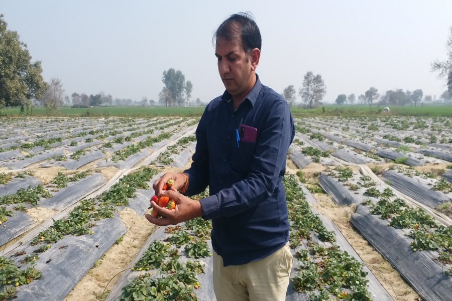 Strawberry Cultivation In Hisar