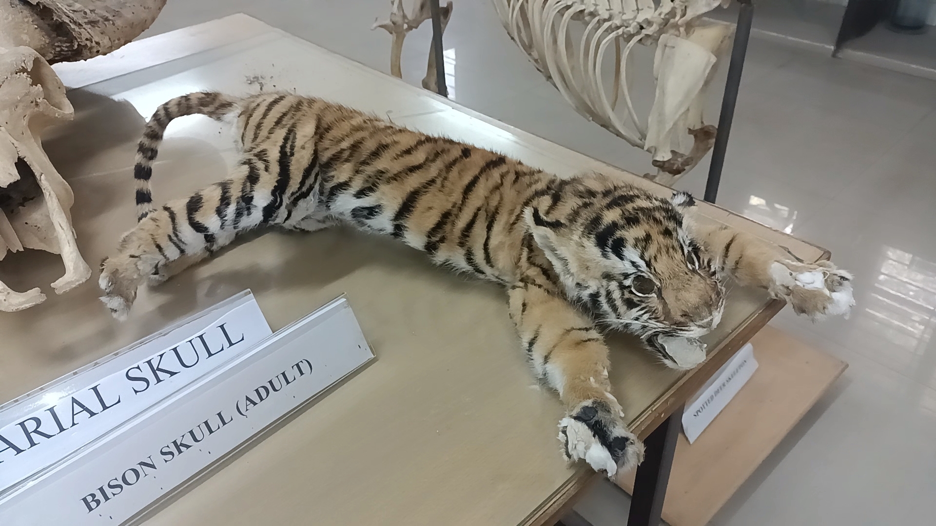 wildlife museum in jabalpur