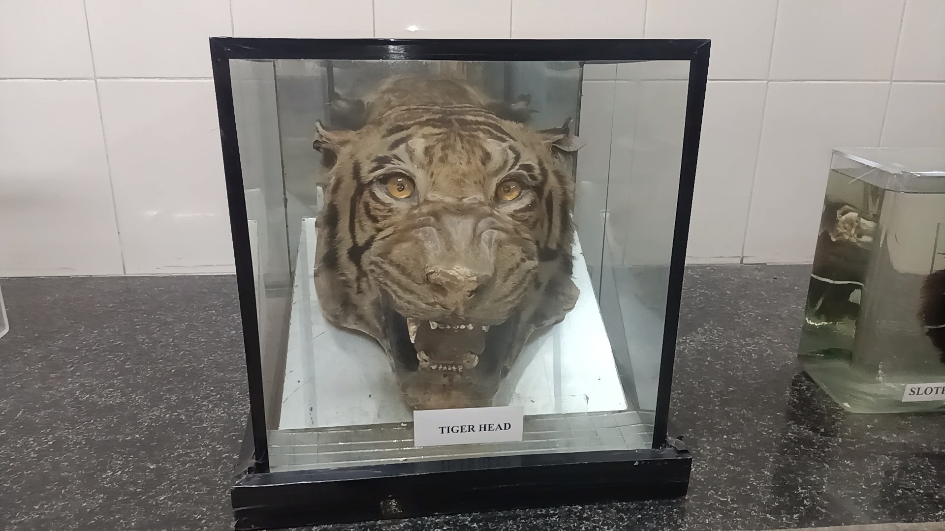 wildlife museum in jabalpur