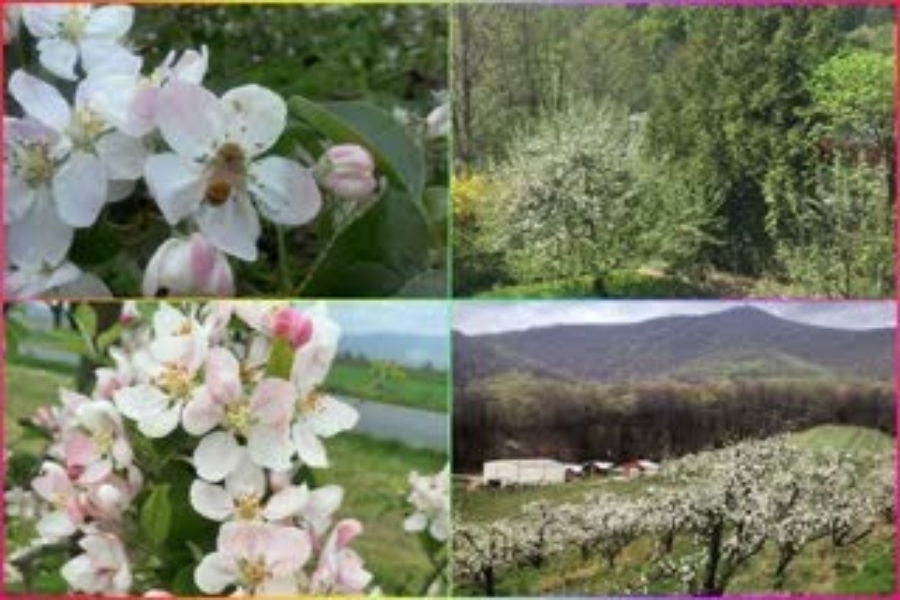 Apple blossom tour program in Himachal.