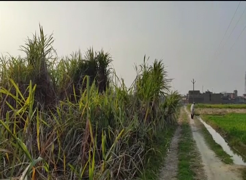 Sugarcane crop