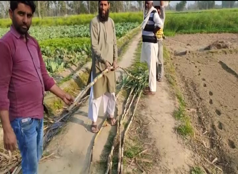 Sugarcane crop