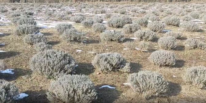 Lavender Farm employees happy with snowfall in the valley