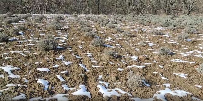 Lavender Farm employees happy with snowfall in the valley