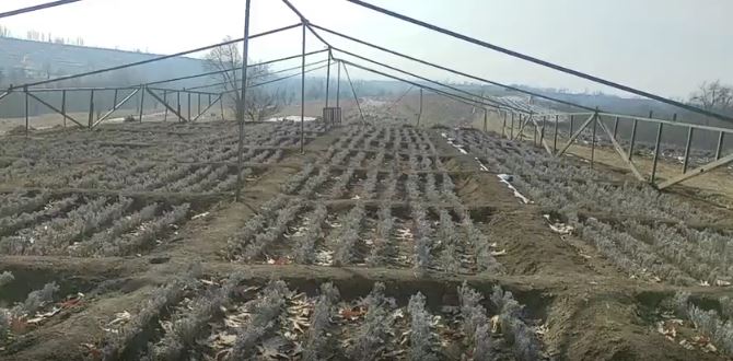 Lavender Farm employees happy with snowfall in the valley