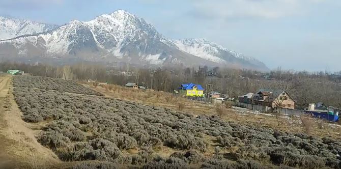 Lavender Farm employees happy with snowfall in the valley