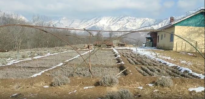 Lavender Farm employees happy with snowfall in the valley