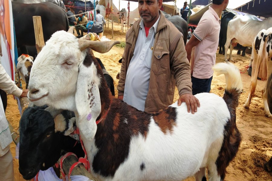 state level animal fair in Bhiwani