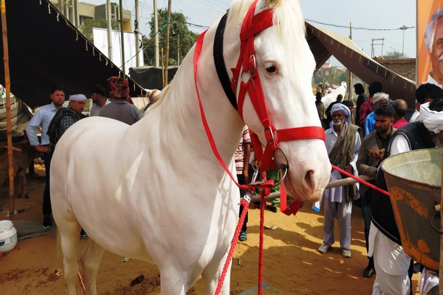 state level animal fair in Bhiwani