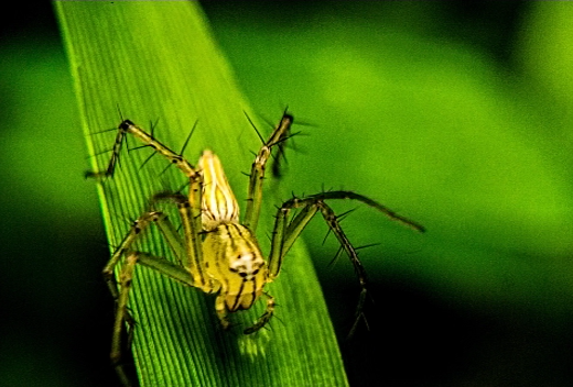 Macro Wildlife Photography