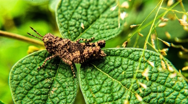 Macro Wildlife Photography