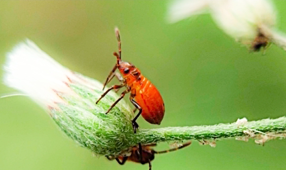 Macro Wildlife Photography