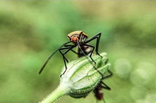 Macro Wildlife Photography