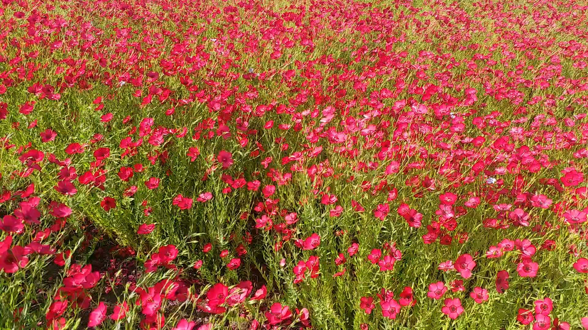 3000 varieties of flaxseed in sagar