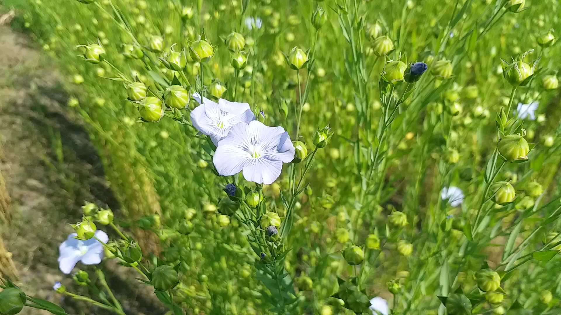 All India Integrated Linseed Research Project