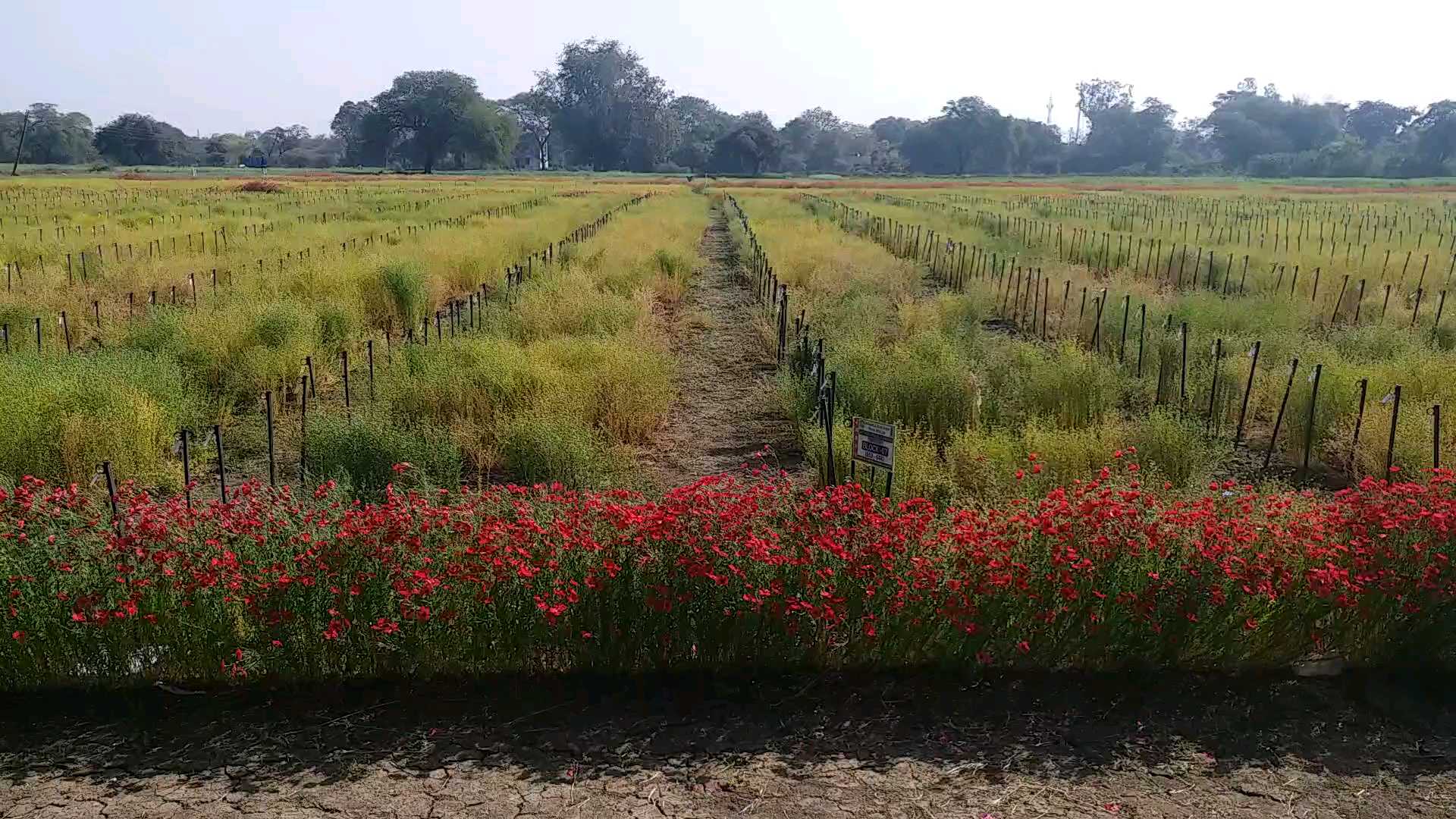 3000 varieties of flaxseed in sagar