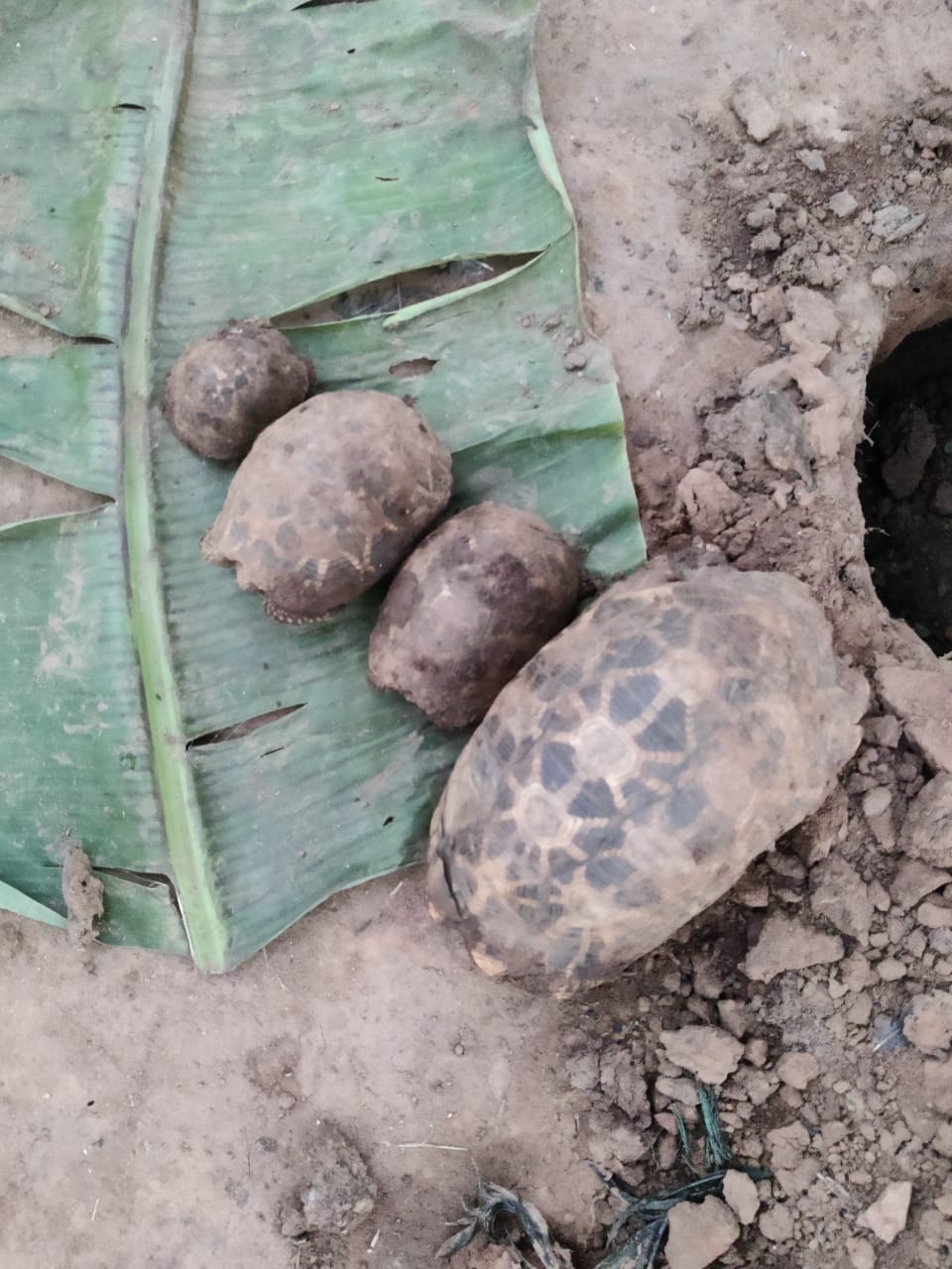 Pangolin smuggling in Chhattisgarh