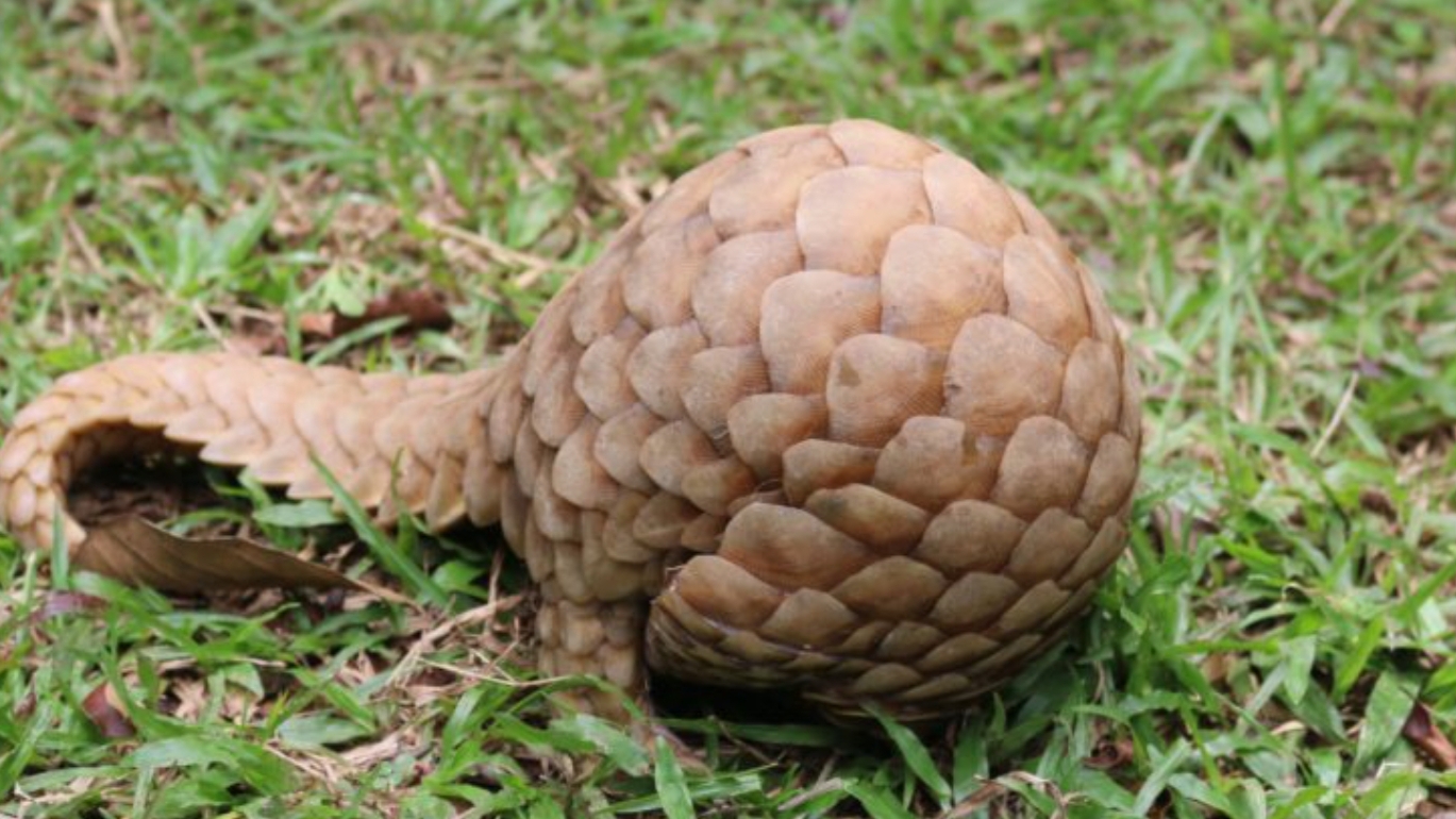 Price of scale and meat of pangolin