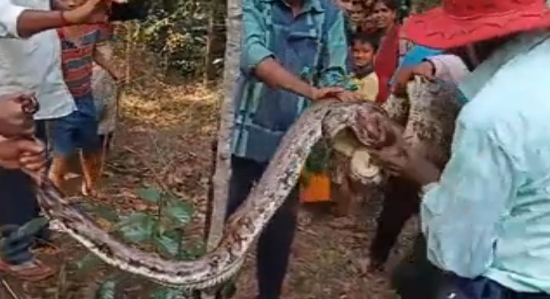 Huge Python Rescued In Chikkamagaluru