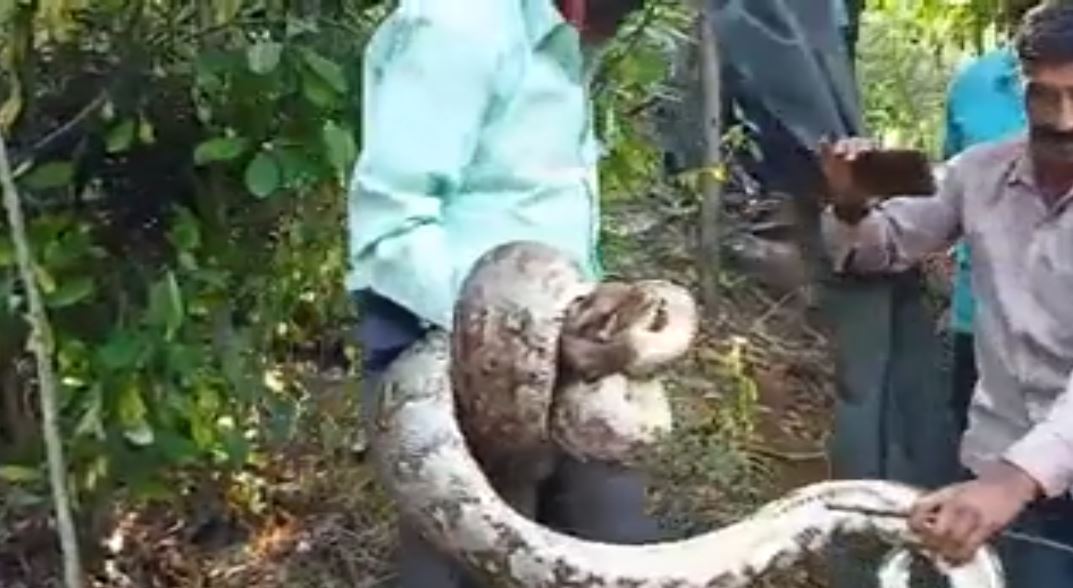 Huge Python Rescued In Chikkamagaluru