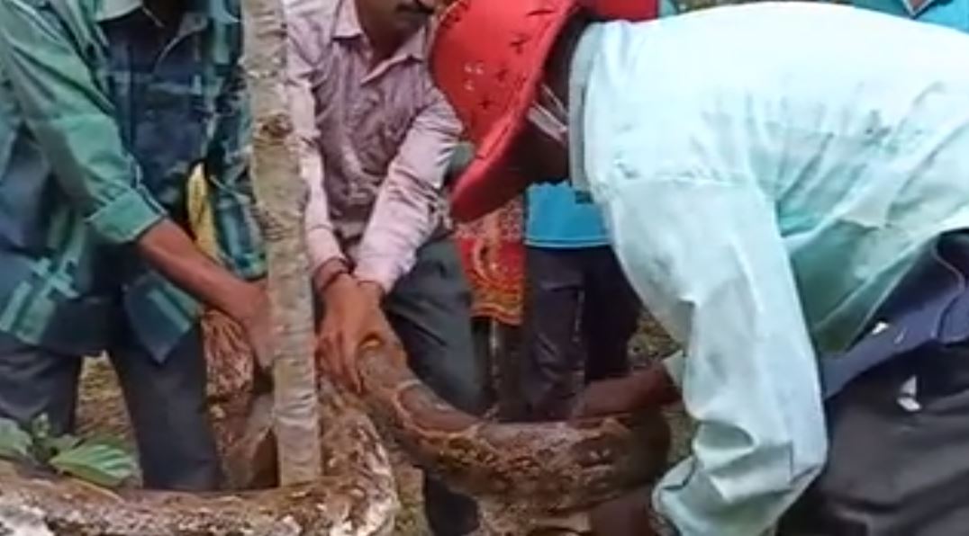 Huge Python Rescued In Chikkamagaluru