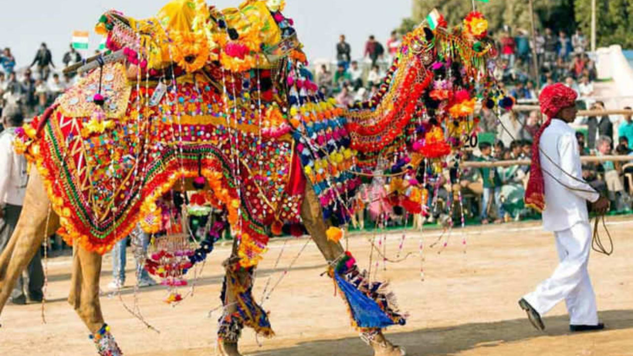 international camel festival