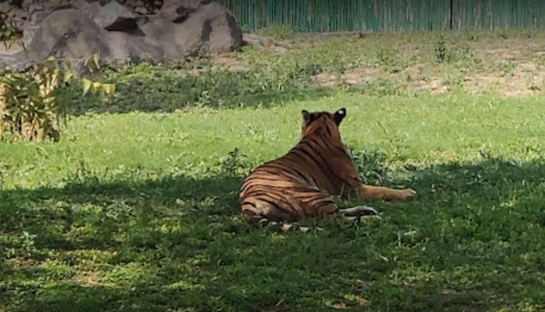 ದೆಹಲಿ ಮೃಗಾಲಯ