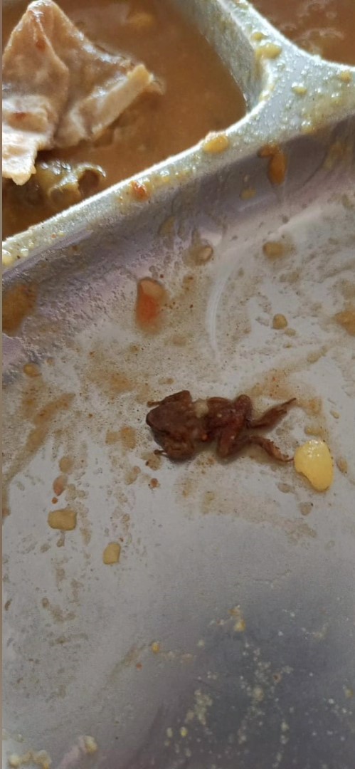 frog and Tail worm found in tiffin and lunch