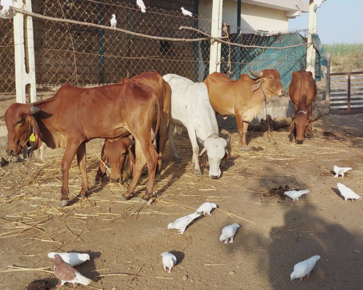 ગાય આધારિત ખેતીથી સારી ઉપજ મળતી હોવાનો ખેડૂતોનો અનુભવ