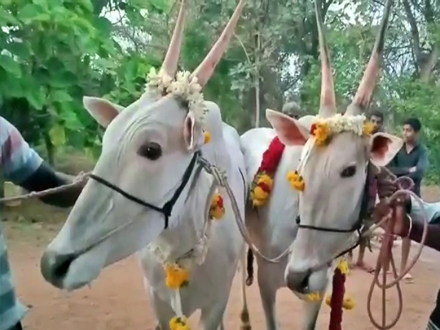 Fan gifted two Oxen to HD Kumaraswamy in Mandya