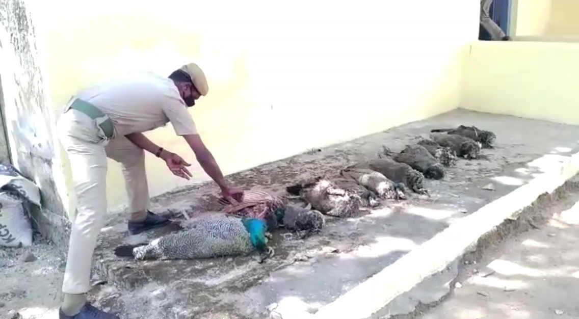 peacock deadbodies in police station