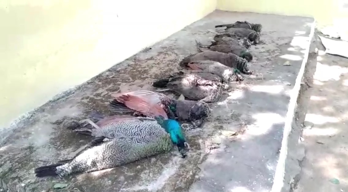 peacock deadbodies