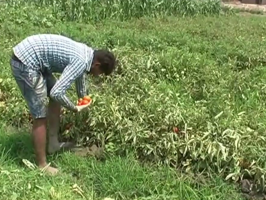 tomato farming in karnal