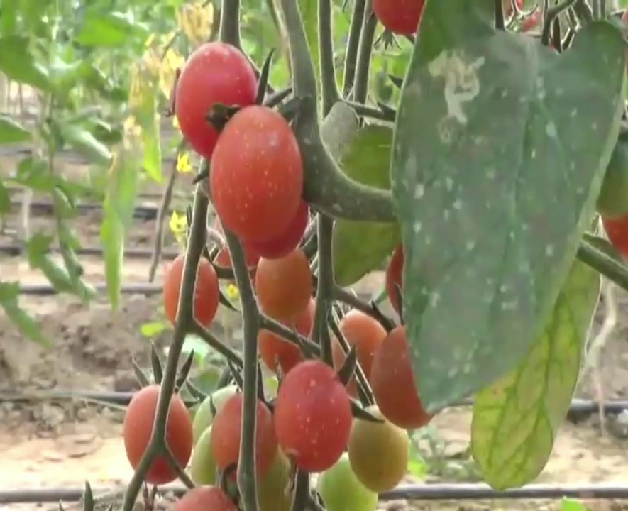 tomato farming in karnal